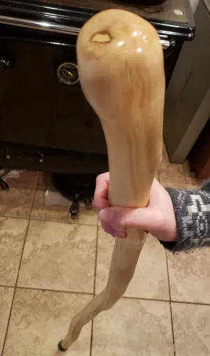 Hiking Stick Dogwood