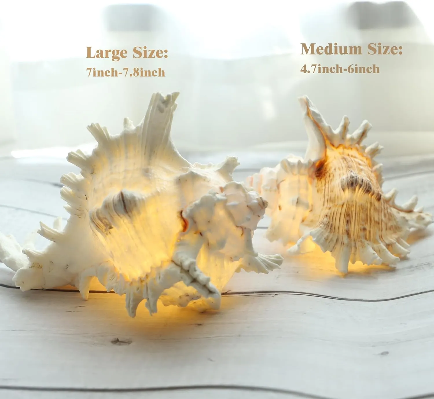 Magic Conch Shell Lamp – LED Lighted Real Conch Shell Night Light (4.5''-5.5'') USB/Battery-Powered Seashell Lamp for Bedroom Beach Décor (White, Medium)
