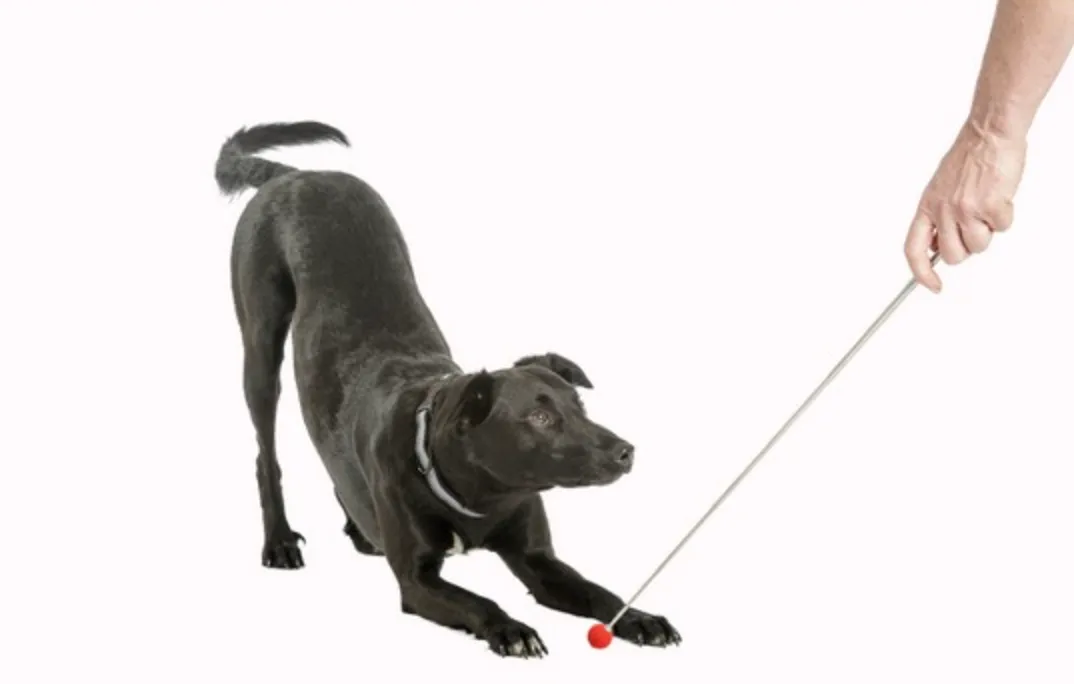 Training Target Stick